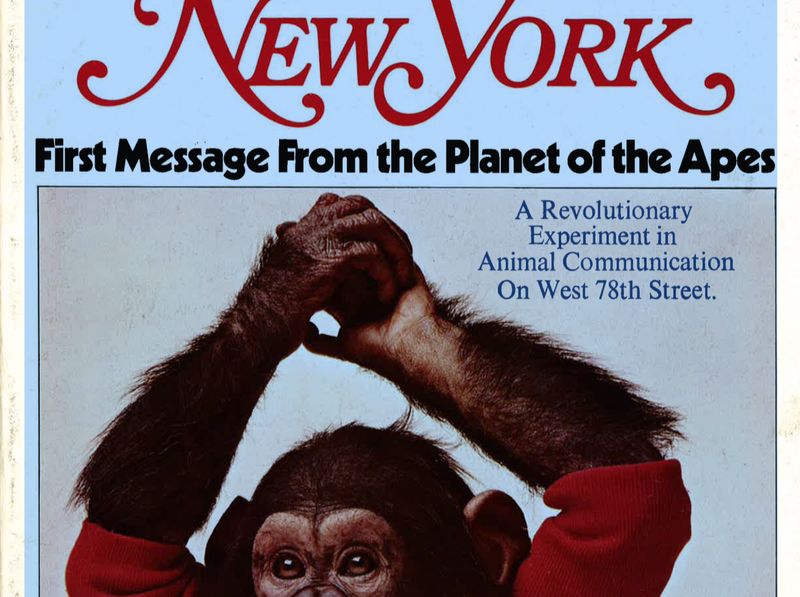 Imagen: Portada del New York Magazine